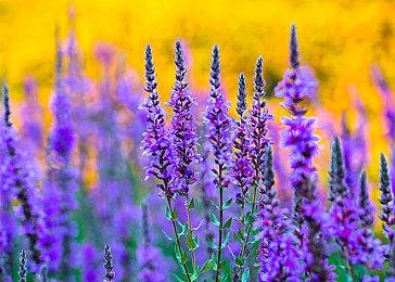 《极限竞速：Motorsport》官方发售预告 抢先体验已开启